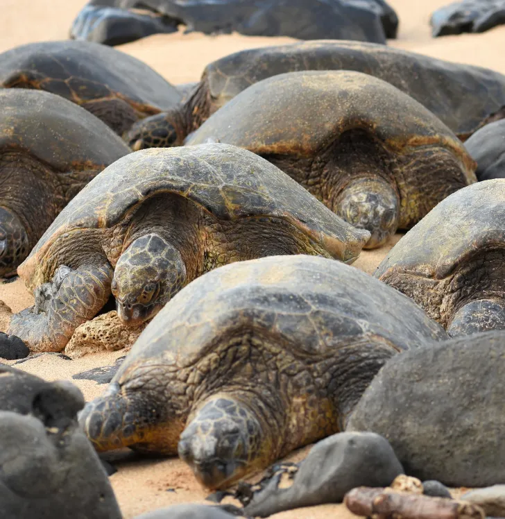 Turtle beach